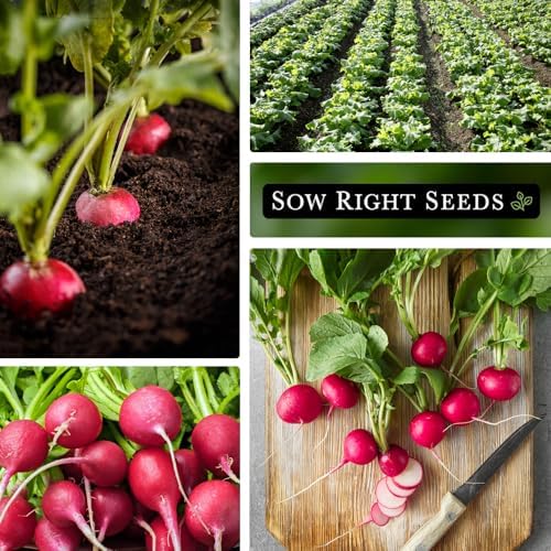 Sow Right Seeds- Champion Radish Seed for Planting Outdoor Red Radishes 2pk - Image 4