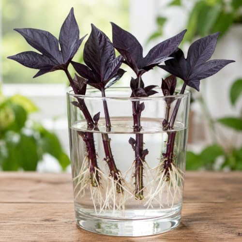 2 Black Sweet Potato Vine Cuttings | Fresh Live 6-Inch Unrooted Plant Cuttings | Easy to Root | Fast Growing Ornamental Vine | Great for Containers, Hanging Baskets & Landscapes - Image 2