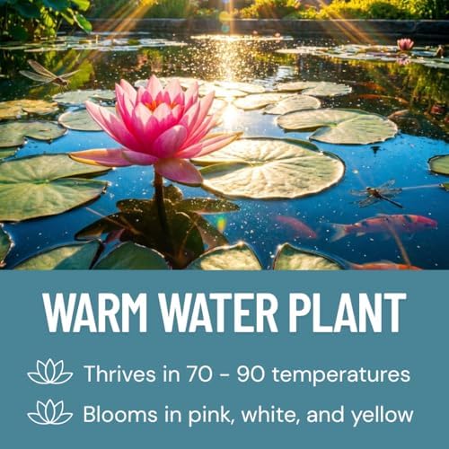 Lotus Seeds for Planting – 45 Pack Water Lotus Flower Seeds, Grow in Bowl, Koi Pond or Container, Easy Aquatic Bonsai Plants, Water Garden Flowers, Fast Sprouting, Beginner Friendly - Image 3