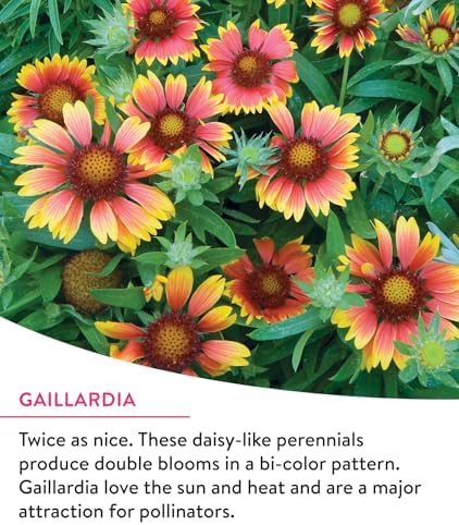 Burpee Wildflower Mix Monarch Sanctuary Seeds | 25,000 Non-GMO Seeds, 3 Types of Butterfly Weed Plus Cornflower, Lupine, Echinacea, and More | Pollinator Garden Attracts Monarch Butterflies - Image 2