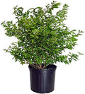 Callicarpa dich. 'Early Amethyst' (Beautyberry) Shrub, pink flowers, #3 - Size Container by GreenPromiseFarms