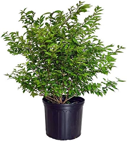 Callicarpa dich. 'Early Amethyst' (Beautyberry) Shrub, pink flowers, #3 - Size Container by GreenPromiseFarms