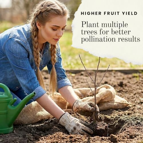 3 Apple Tree Live Plants for Growing – Ship Dormant - Approx 12 Inches Tall - Cold Hardy Fruit Tree Starts for Backyard Orchard, Garden & Container Growing - Image 5