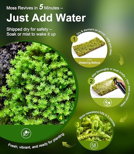 LuckyRunes Live Leucobryum Moss 2-Pack 3.5x7in for Terrariums & Bonsai - Image 3