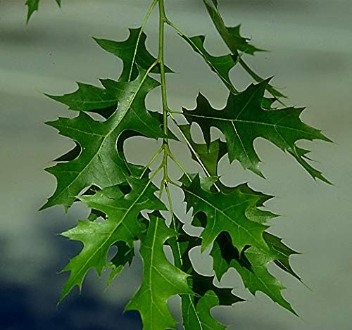 Pin Oak Tree - Fast Growing Hardwood - Live Plant Shipped 2 to 3 Feet Tall by DAS Farms - Image 2