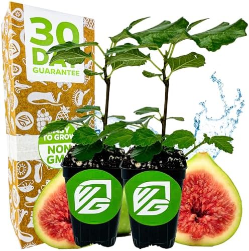 Kadota Fig Tree Live Plant - Ficus carica by Wellspring Gardens - Starter Plant (2-Pack) by WellspringGardens