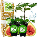 Kadota Fig Tree Live Plant - Ficus carica by Wellspring Gardens - Starter Plant (2-Pack) by WellspringGardens