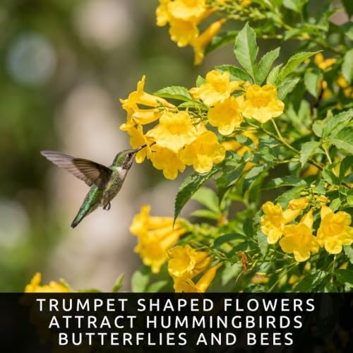 Yellow Trumpetbush Seeds for Planting | 100 Seeds | Bright Yellow Flowers - Image 2