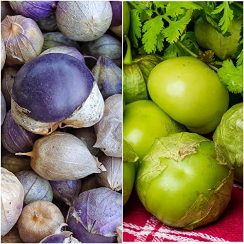 Seed Needs Tomatillo Seeds for Planting Variety Pack - Heirloom, Non-GMO & Untreated - Grow an Outdoor Vegetable Garden (3 Packs) - Image 2