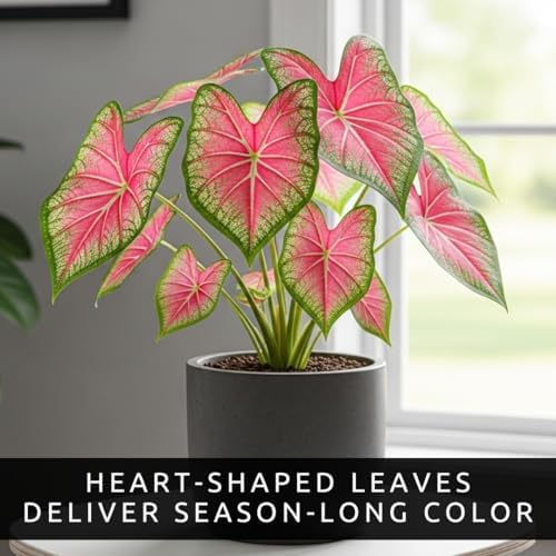 Pink Princess Caladium Bulbs for Planting - Beautiful Spotted Leafs Stand Out - Perennial Hosta, Elephant Ears, Fancy (2 Bulbs) - Image 2