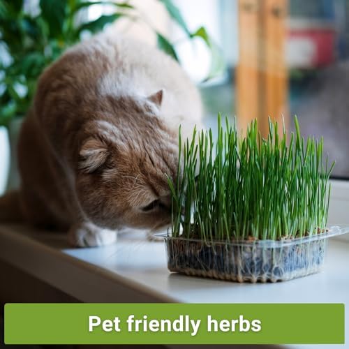 Sow Right Seeds - Catnip and Cat Grass Seed Collection for Planting Garden - Image 4