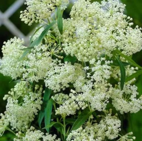 White Milkweed Live Plants - Pack of 2 - Butterfly Milkweed Plants - Monarch Butterfly Attractant - Perennial Blooms - Ideal for Gardens and Pollinator Habitats - Asclepias incarnata - Image 4