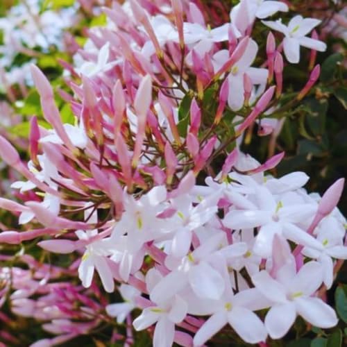 Pink Jasmine Plant Live Winter Jasmine Climbing Jasmines Indoor Shrub Fragrant Flowers 6-12" Tall 4" Pot - Image 6