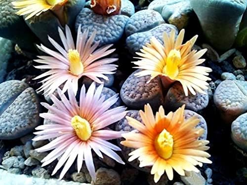 Mixed Colored Succulents Seeds Garden and Home Bonsai Flower Plant 200 Pcs Seeds - Image 3