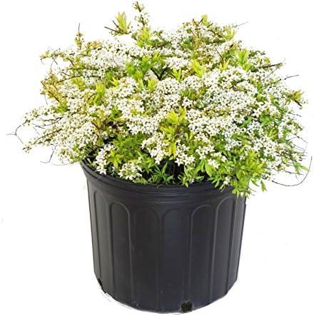 Spiraea thun. 'Ogon' (Mellow Yellow) (Spirea) Shrub, #3 - Size Container by GreenPromiseFarms