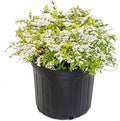 Spiraea thun. 'Ogon' (Mellow Yellow) (Spirea) Shrub, #3 - Size Container by GreenPromiseFarms