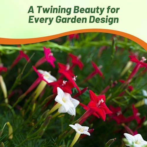 Outsidepride Mixed Cypress Vine Seeds - 100 Pcs Annual Flower Seeds with Nectar-Rich, Star-Shaped Flowers & Feathery, Fern-Like Leaves for Fences, Trellises, Pergolas & Vertical Gardens - Image 6
