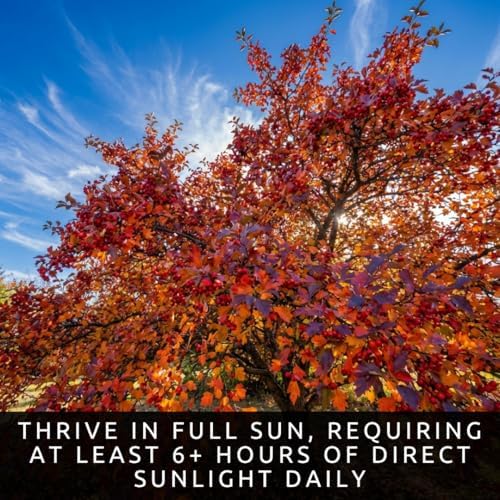 Washington Hawthorn Trees Live – Crataegus phaenopyrum – Ornamental Trees with Red Berries – Hardy Landscape Tree's for Outdoor Planting (2 Trees) - Image 5