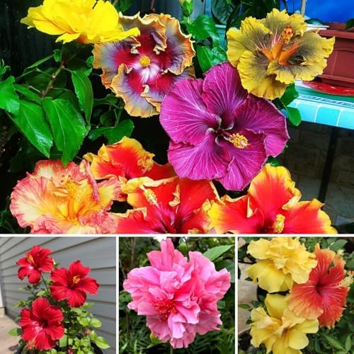 3 Mixed Hardy Hibiscus Plants Live, Flowering Shrub, 4-7 Inch Tall - Image 4