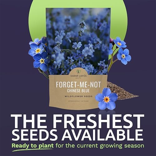 Chinese Forget Me Not Wildflower Seeds - Bulk 1/4 Pound Bag - Over 22,000 Open Pollinated Seeds - Blue Cynoglossum amabile - Image 2