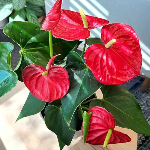 6" Red Anthurium Live Plant Decor, Live House Plants, Anthuriums Live Plants Indoor Plants Live Houseplants, Real Plants Indoor Live Plants, Easy Plant Lover Gifts for Plant Lovers by Plants for Pets - Image 2