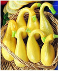 Park Seed Early Summer Crookneck Organic Squash Seeds – Mild Sweet Flavor, Creamy Texture, Compact Bush Plant Ideal for Small Gardens, Certified Organic Summer Variety, Pack of 20 by ParkSeed