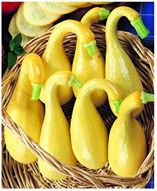 Park Seed Early Summer Crookneck Organic Squash Seeds – Mild Sweet Flavor, Creamy Texture, Compact Bush Plant Ideal for Small Gardens, Certified Organic Summer Variety, Pack of 20 by ParkSeed