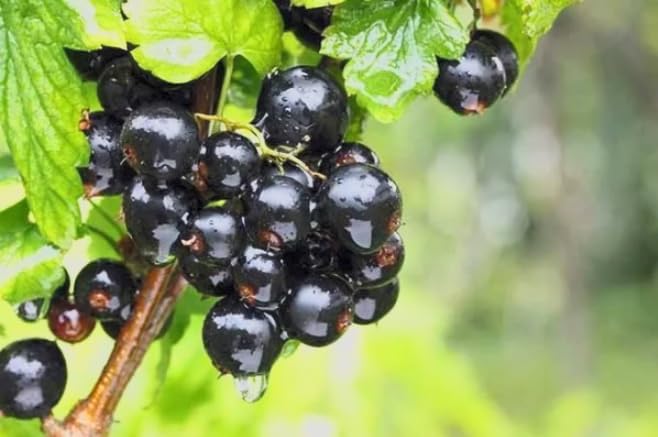 Black Currant Bush Live Plant – Ribes nigrum – Edible Berry Shrub – 2 Year Plant 8–18” Tall – Cold Hardy Fruit Bush - Image 3