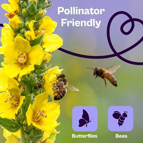 SVI 1200 Mullein Seeds for Planting (Verbascum thapsus) - Great Mullein, Heirloom Non GMO Herbs, 4-6 ft Spikes - Medicinal Herb Seeds for Flower and Herb Garden - Image 4