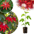 Red Passion Flower Plant, Live Passiflora Vine, 4-8 Inch Tall by Unknown