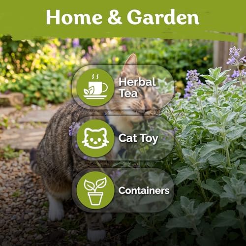 3,000 Catnip Heirloom Herb Seeds for Planting, Nepeta Cataria - Image 6
