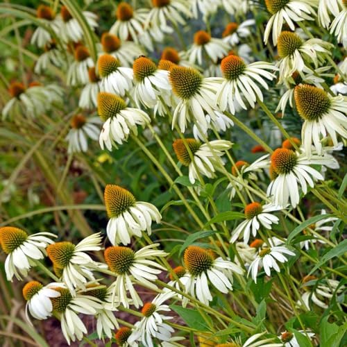 Clovers Garden White Coneflower (Echinacea Primadonna) Plants – Two (2) Live Plants – Non-GMO - Not Seeds - Each 4" to 8" Tall – in 4" Inch Pots – Hardy Flowering Perennial, Pollinator Favorite by CloversGarden