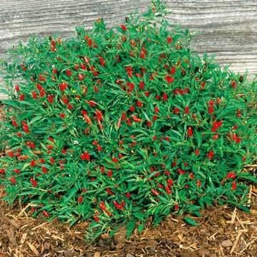 Park Seed Thai Hot Chili Pepper Seeds – Compact 18-Inch Plants with Fiery 50,000–100,000 Scovilles, Edible and Ornamental, Great for Containers, Cooking – Pack of 25 - Image 2