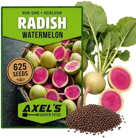 625+ Watermelon Radish Seeds for Planting - Heirloom Non-GMO by Axel%27s+Garden+Seeds