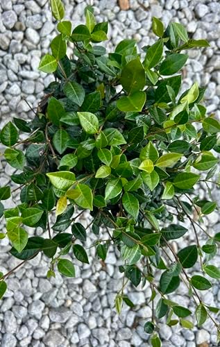 Asiatic Jasmine Ground Cover Plant, Live 1 Gallon Container, Evergreen Vine - Image 2
