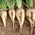 50+ Beet Seeds for Planting – Heirloom Non-GMO by Axel%27s+Garden+Seeds