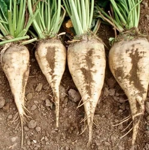 50+ Beet Seeds for Planting – Heirloom Non-GMO by Axel%27s+Garden+Seeds