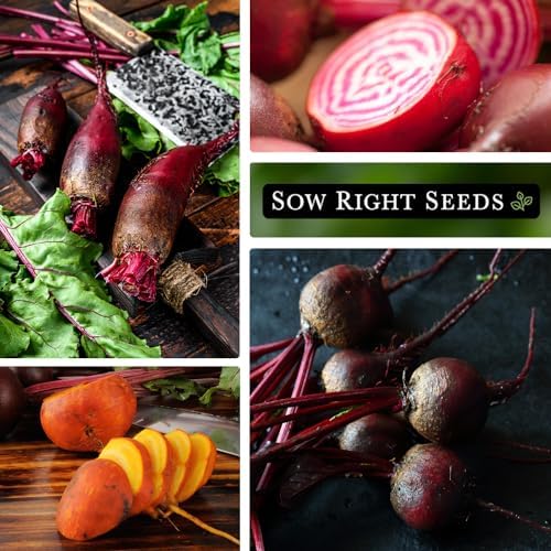 Sow Right Seeds - Beet Seed Collection for Planting Spring or Fall Garden - Image 3