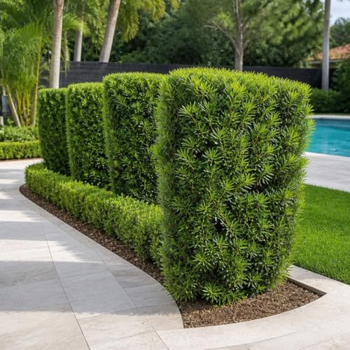 Podocarpus Japanese Yew | 1 Large Trade Gallon Size Plant | Podocarpus Macrophyllus | Evergreen Shrub, Low Maintenance, Drought Tolerant, Privacy Screen Landscaping, Fast Growing, Ornamental Foliage - Image 4