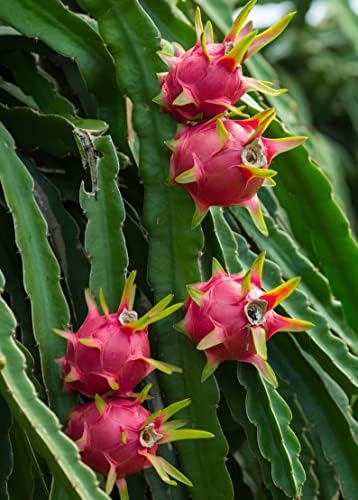 Dragon Fruit Tree - Live Plant in a 4 Inch Pot - Hylocereous Undatus - Edible Tropical Fruit Plant from Florida - Image 3