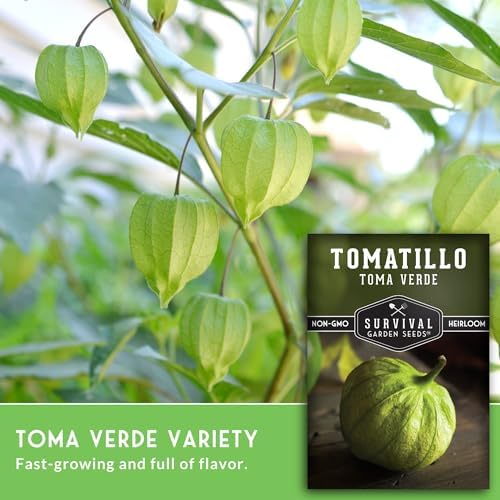Toma Verde Tomatillo Seeds for Planting - 3 Packs - Image 3