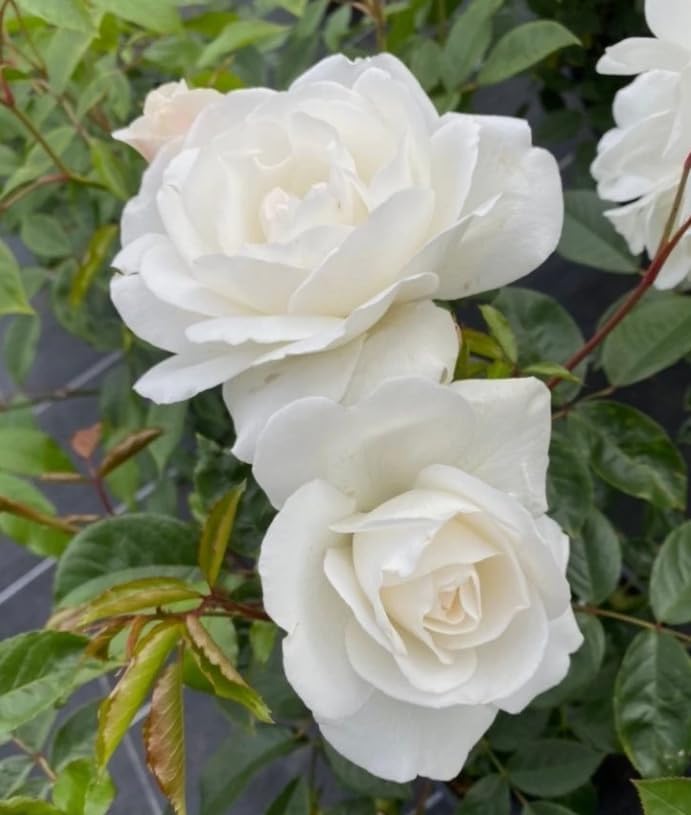 White Climbing Roses Live Plants 7-12 "Tall 5" Pot, Heirloom Roses Climber Repeat Flowering, Vibrant Blooms, Hardy Shrub Outdoor Garden Flower - Image 3