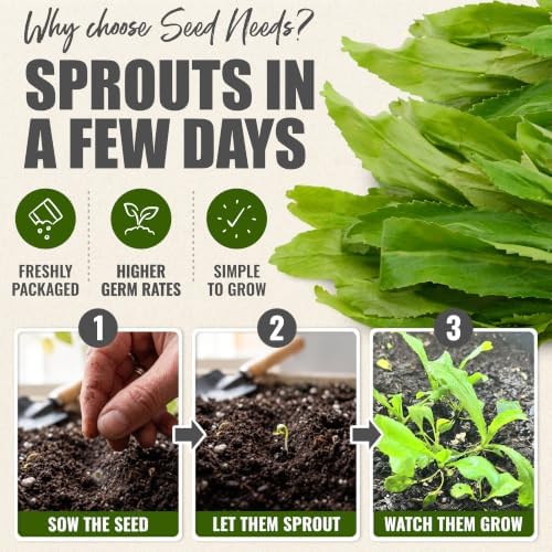 Seed Needs Culantro Seeds to Plant an Herb Garden - 5 Packs - Image 5