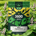 Mint Seeds for Planting, Heirloom Fragrant Culinary Herb Garden Seeds by Unknown
