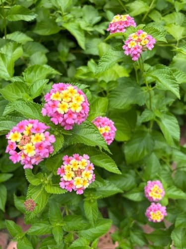 Mozelle Hardy Lantana Live Plant 4 Plants – 2.5" Pots – Value Pack - Image 4