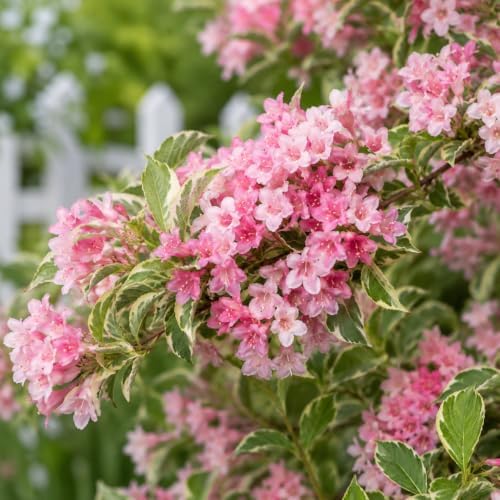 Variegated Pink Weigela Live Plant, Quart Pot, Vigorous Flowering Shrub for Pollinator Gardens and Yards - Image 5