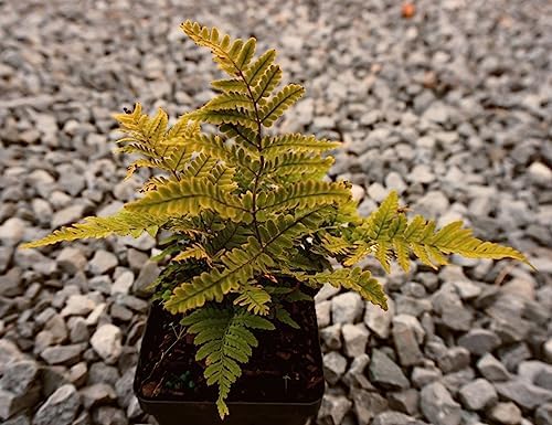 Greenwood Nursery: Live Perennial Plants - Autumn Brilliance Fern + Dryopteris Erythrosora - [Qty: 10x Pint Pots] - (Click for Other Available Plants/Quantities) by GreenwoodNursery