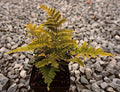 Greenwood Nursery: Live Perennial Plants - Autumn Brilliance Fern + Dryopteris Erythrosora - [Qty: 10x Pint Pots] - (Click for Other Available Plants/Quantities) by GreenwoodNursery
