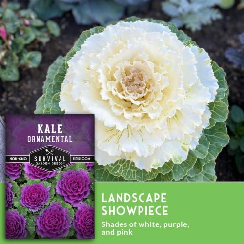 Ornamental Kale Seeds for Planting, Heirloom Flowering Cabbage - 1 Pack - Image 4