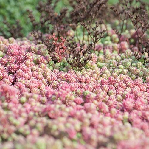 Outsidepride Hispanicum Sedum Seeds - 1000 Pcs Perennial Ground Cover Seeds for Planting, Cold-Hardy & Heat-Tolerant Succulent Plants, Ideal for Rock Gardens, Containers, and Xeriscaping (Pack of 3) - Image 7